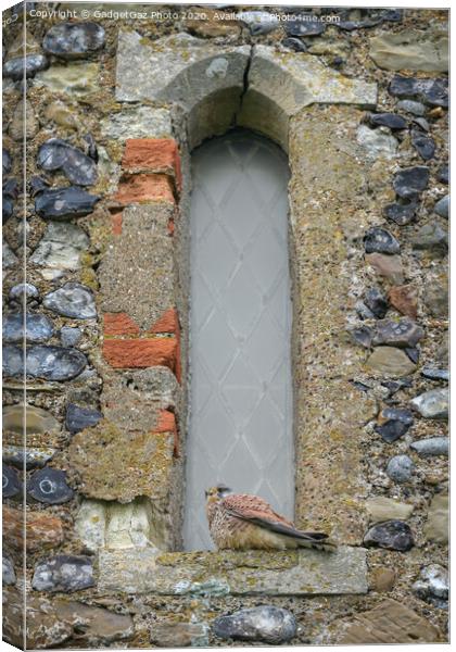 Kestrel on the Reculver Towers Window Canvas Print by GadgetGaz Photo