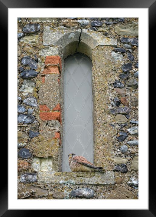 Kestrel on the Reculver Towers Window Framed Mounted Print by GadgetGaz Photo