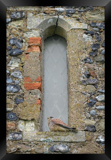 Kestrel on the Reculver Towers Window Framed Print by GadgetGaz Photo