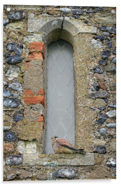 Kestrel on the Reculver Towers Window Acrylic by GadgetGaz Photo