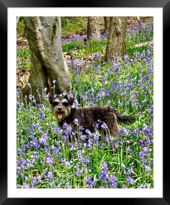 Gwennie in bluebells  Framed Mounted Print by Gaynor Ball