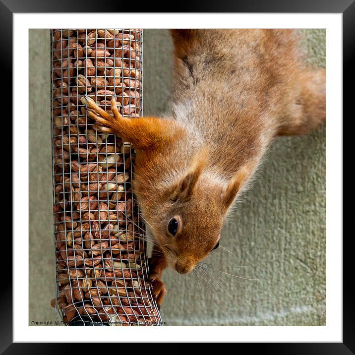 Red Squirrel Framed Mounted Print by David Belcher