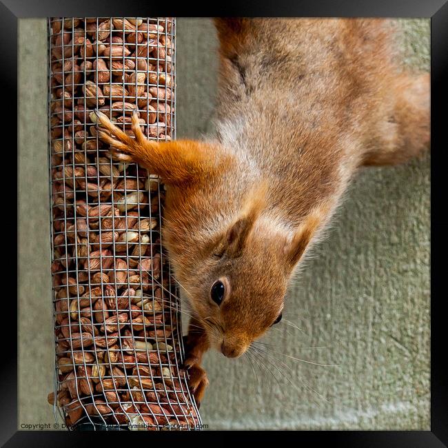 Red Squirrel Framed Print by David Belcher