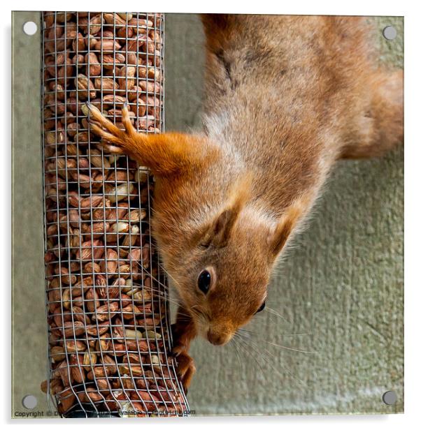 Red Squirrel Acrylic by David Belcher