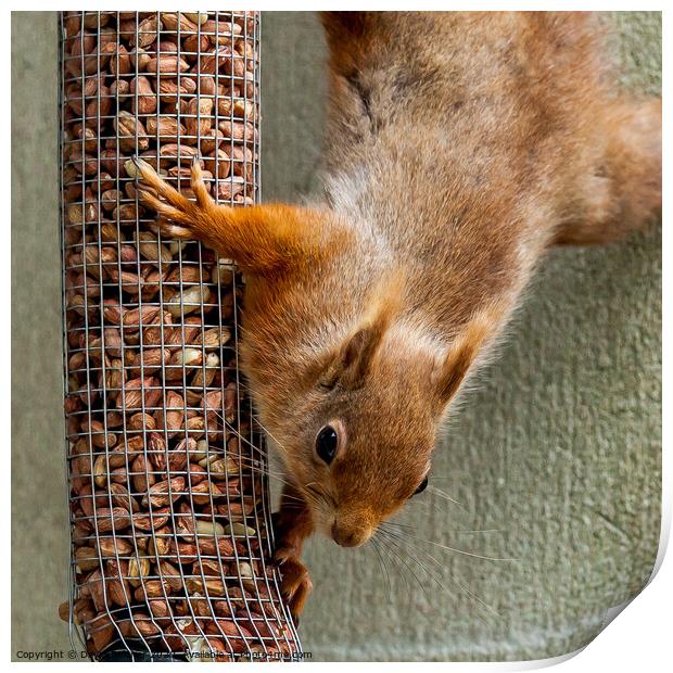 Red Squirrel Print by David Belcher
