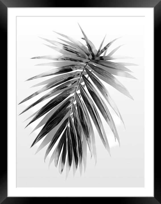 Monochrome Beauty Framed Mounted Print by Beryl Curran