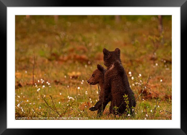 Brown bear cubs in late afternoon light Framed Mounted Print by Jenny Hibbert