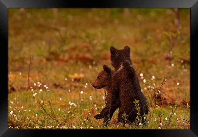 Brown bear cubs in late afternoon light Framed Print by Jenny Hibbert