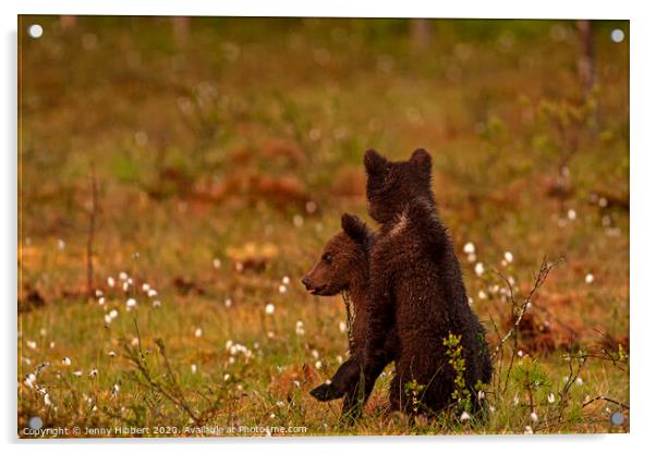 Brown bear cubs in late afternoon light Acrylic by Jenny Hibbert