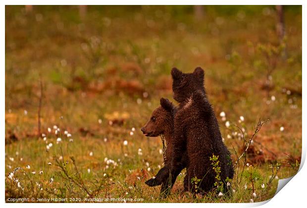 Brown bear cubs in late afternoon light Print by Jenny Hibbert