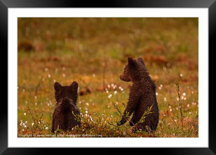 Pair of Bear cubs looking worried Framed Mounted Print by Jenny Hibbert