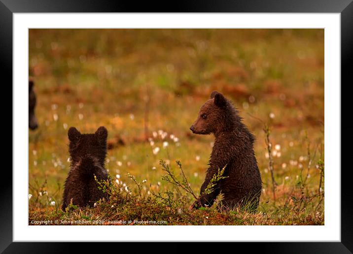 Bear cubs watching another family of bears approaching Framed Mounted Print by Jenny Hibbert