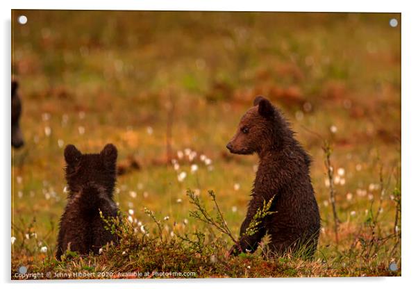 Bear cubs watching another family of bears approaching Acrylic by Jenny Hibbert
