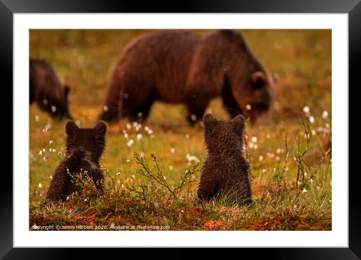 Bear cubs sat watching another family of bears in swamp area Framed Mounted Print by Jenny Hibbert