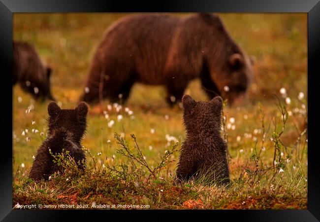 Bear cubs sat watching another family of bears in swamp area Framed Print by Jenny Hibbert