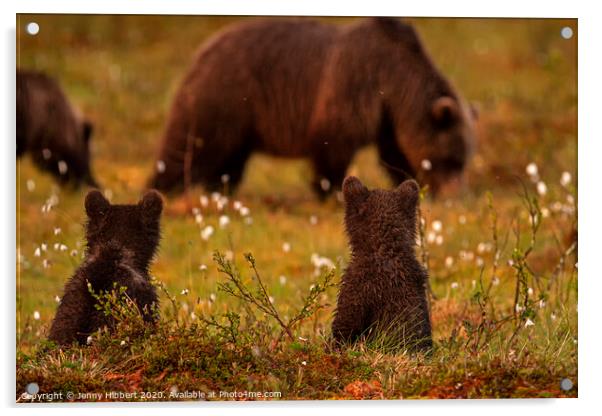 Bear cubs sat watching another family of bears in swamp area Acrylic by Jenny Hibbert