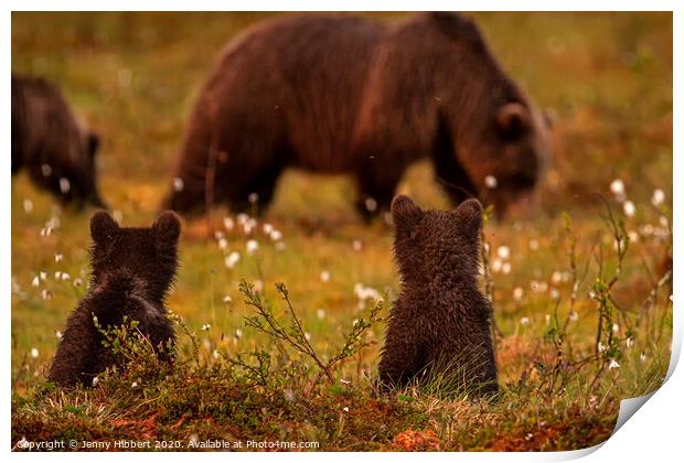 Bear cubs sat watching another family of bears in swamp area Print by Jenny Hibbert