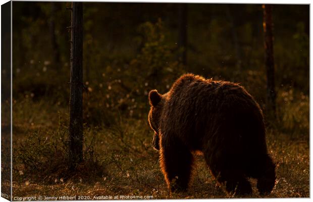 Brown bear leaving forest at dawn, Finland Canvas Print by Jenny Hibbert