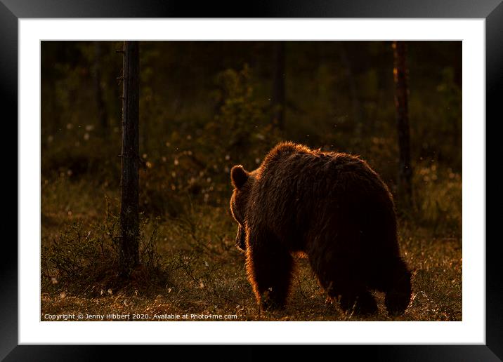 Brown bear leaving forest at dawn, Finland Framed Mounted Print by Jenny Hibbert