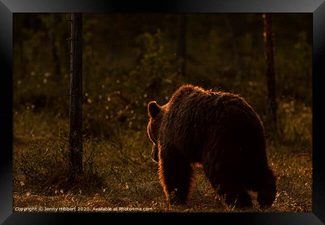 Brown bear leaving forest at dawn, Finland Framed Print by Jenny Hibbert