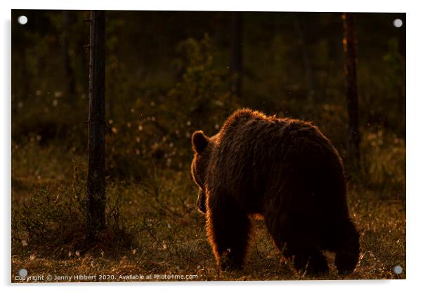Brown bear leaving forest at dawn, Finland Acrylic by Jenny Hibbert