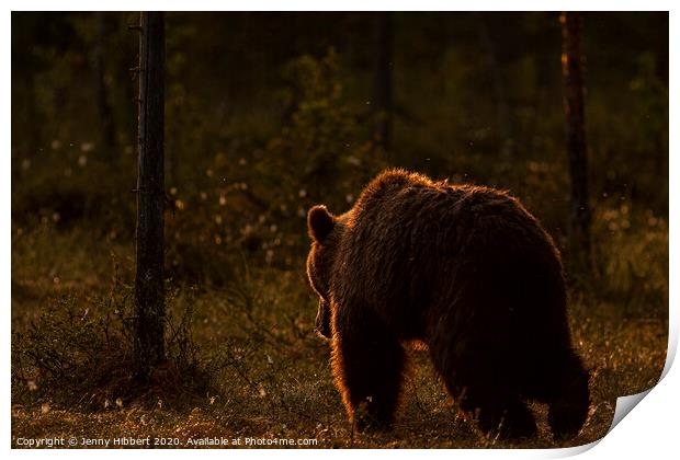 Brown bear leaving forest at dawn, Finland Print by Jenny Hibbert