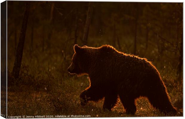 Brown bear walking through forest at dawn Canvas Print by Jenny Hibbert