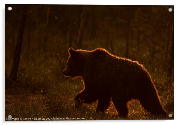Brown bear walking through forest at dawn Acrylic by Jenny Hibbert