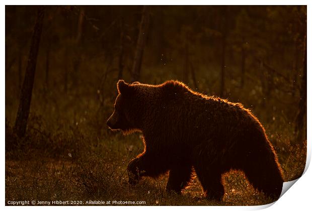 Brown bear walking through forest at dawn Print by Jenny Hibbert