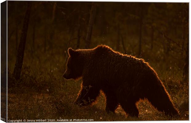 Brown bear walking through forest as dawn breaks in Finland Canvas Print by Jenny Hibbert