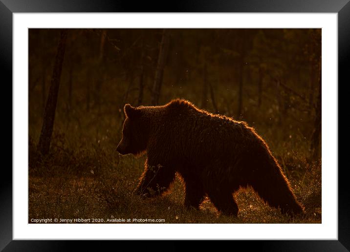 Brown bear walking through forest as dawn breaks in Finland Framed Mounted Print by Jenny Hibbert