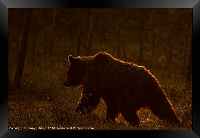 Brown bear walking through forest as dawn breaks in Finland Framed Print by Jenny Hibbert