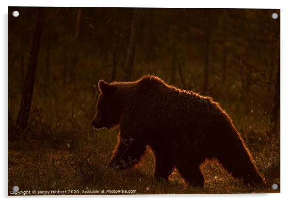 Brown bear walking through forest as dawn breaks in Finland Acrylic by Jenny Hibbert