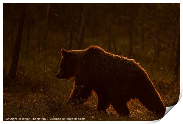 Brown bear walking through forest as dawn breaks in Finland Print by Jenny Hibbert