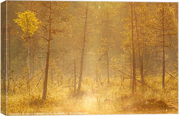 Dawn breaking through the forest trees Canvas Print by Jenny Hibbert
