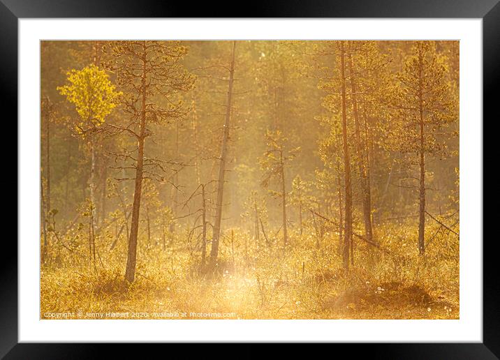 Dawn breaking through the forest trees Framed Mounted Print by Jenny Hibbert
