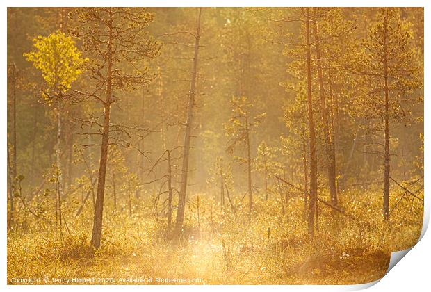 Dawn breaking through the forest trees Print by Jenny Hibbert