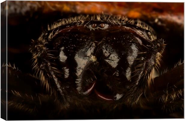 My What Big Fangs You Have Canvas Print by Kelly Bailey