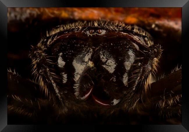 My What Big Fangs You Have Framed Print by Kelly Bailey