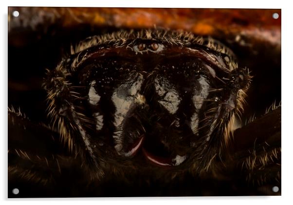 My What Big Fangs You Have Acrylic by Kelly Bailey