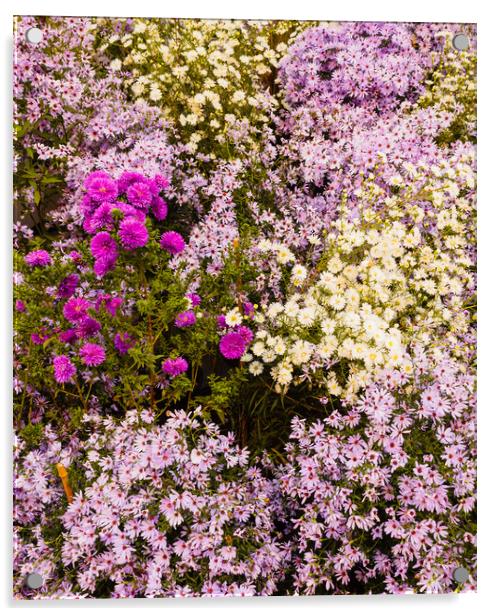 a set of wild purple, lilac and white flowers Acrylic by daniele mattioda