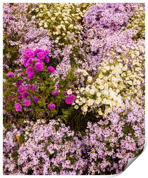 a set of wild purple, lilac and white flowers Print by daniele mattioda