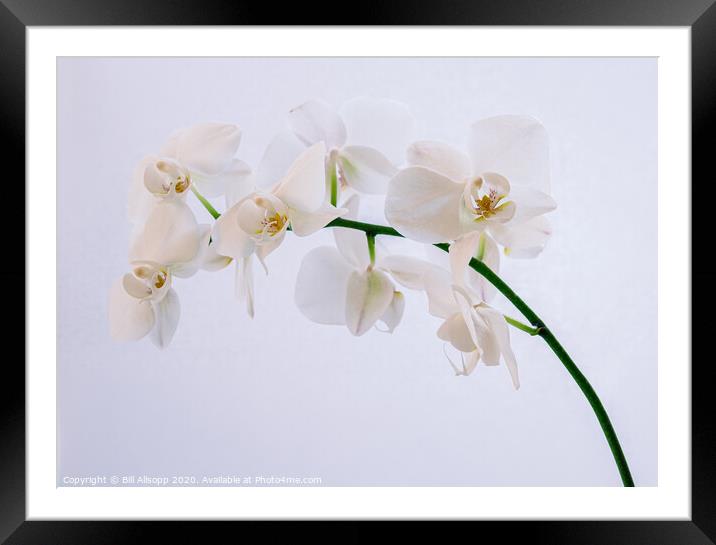 A white orchid. Framed Mounted Print by Bill Allsopp