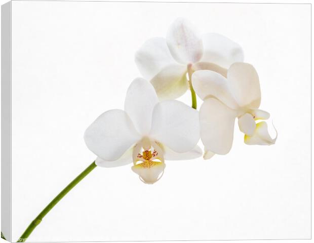 A white orchid. Canvas Print by Bill Allsopp