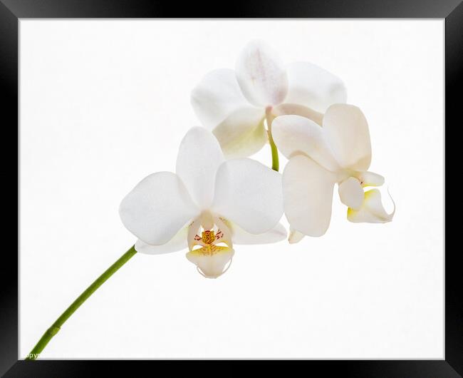 A white orchid. Framed Print by Bill Allsopp
