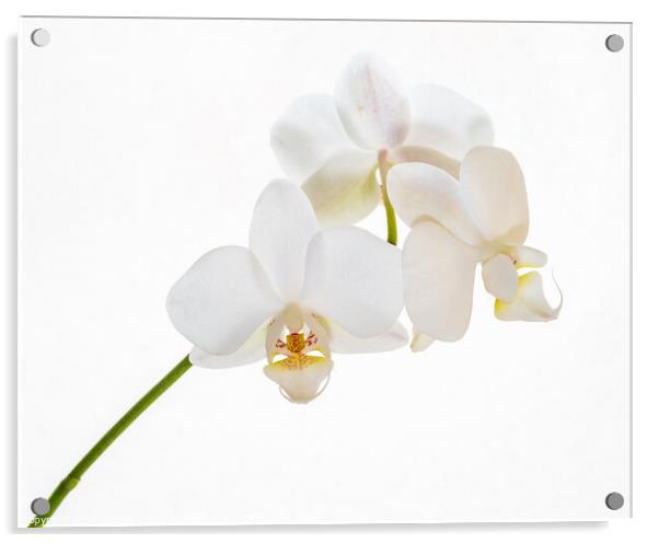 A white orchid. Acrylic by Bill Allsopp