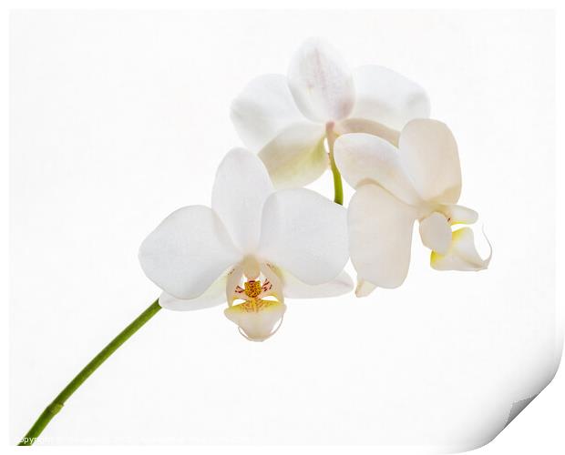 A white orchid. Print by Bill Allsopp