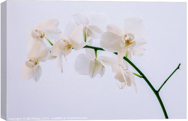 A white orchid. Canvas Print by Bill Allsopp