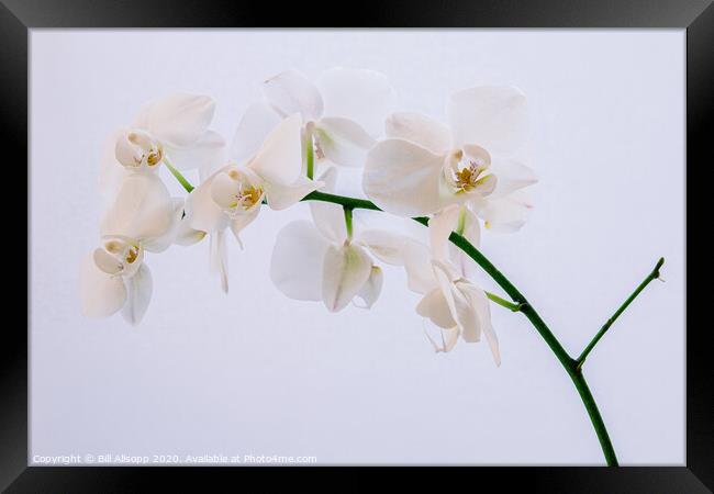 A white orchid. Framed Print by Bill Allsopp
