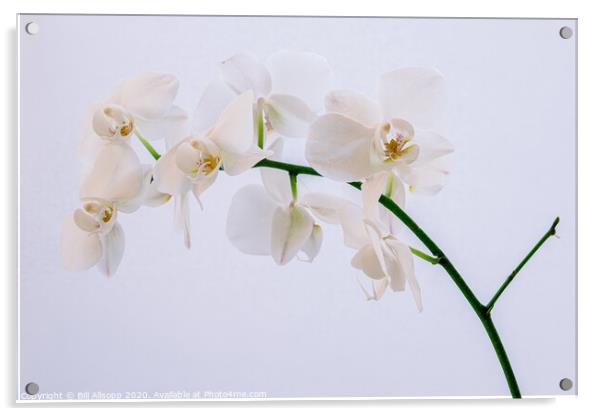 A white orchid. Acrylic by Bill Allsopp
